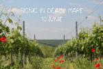 10 iunie | Vizite la crame si picnic in Dealu Mare